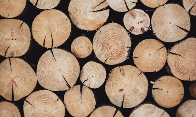 Le bois, un bon business ?