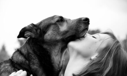Travailler avec les animaux : quelles formations pour se reconvertir ?